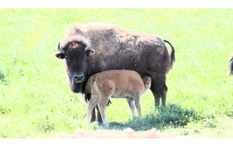 ASEAB Tourisme Moto - visite d'un élevage de bisons